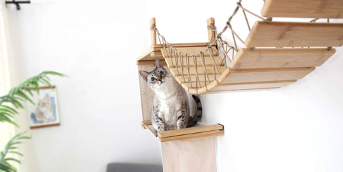 Building Your Cat Obstacle Course (& DIY Cat Wall Playground Ideas to Try!)