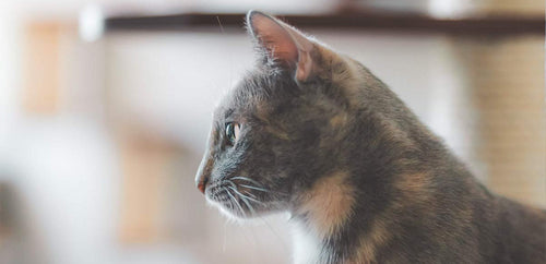 Why Does My Cat Stare at the Wall? Common Reasons & What to Do