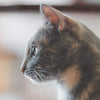 Why Does My Cat Stare at the Wall? Common Reasons & What to Do