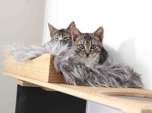 Guide to A Stress-Free First Night with Adopted Cat