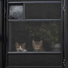 RV Traveling with Cats: Your Go-To Guide