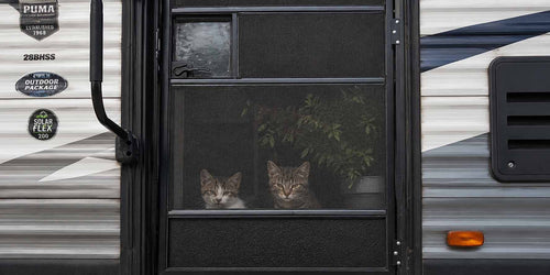 RV Traveling with Cats: Your Go-To Guide