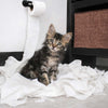 Cat Behavior Explained: What Your Cat Is Really Trying to Tell You