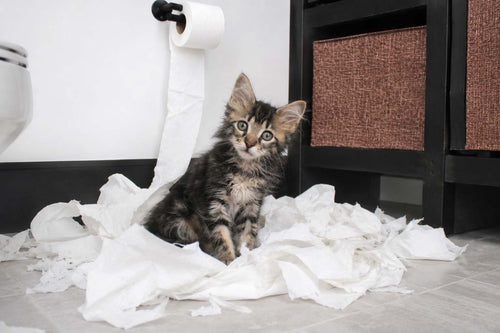 Cat Behavior Explained: What Your Cat Is Really Trying to Tell You