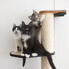 Introducing a New Cat to a Multi Cat Household