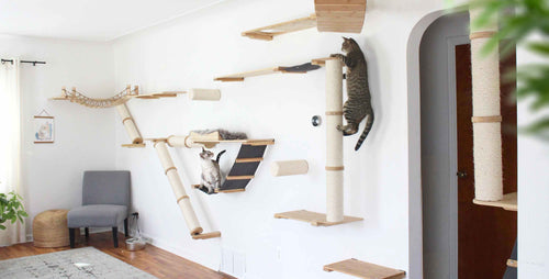 Cat sitting on huge cat wall