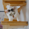 7 Things to Teach Your New Cat: A Mini Cat Training Guide