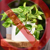 16 Plants That Are Toxic to Cats (With Pictures & Alternatives!)