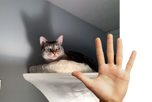 Why Do Cats Get Overstimulated? (And How to Help)