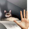 Why Do Cats Get Overstimulated? (And How to Help)