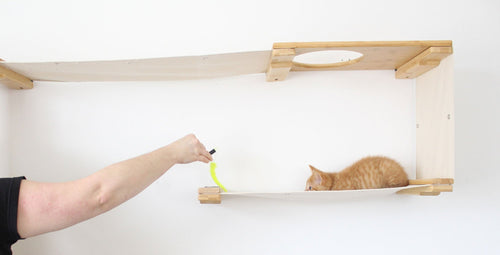 How to Play With Your Cat: Fun, Healthy Bonding Ideas