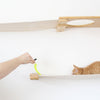 How to Play With Your Cat: Fun, Healthy Bonding Ideas