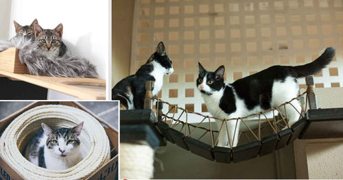 Cat Furniture for Nonprofits & Cafes Building Better Cat Communities