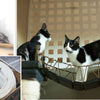 Cat Furniture for Nonprofits & Cafes Building Better Cat Communities