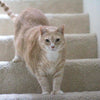 How to Catify Your Apartment - 9 Tips for Having a Cat-Friendly Apartment