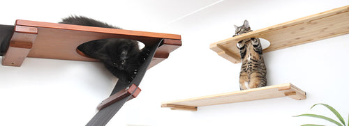 Two cats on wall shelves