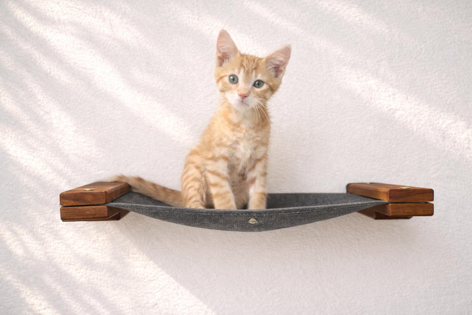 Kitten sitting on a wooden cat shelf against a white background