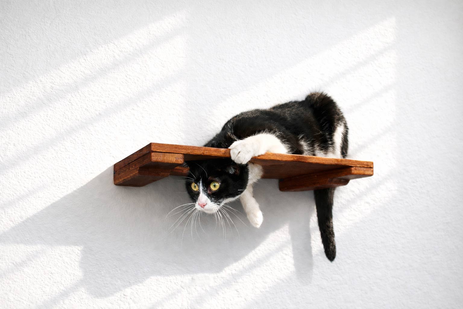 Black and white cat on a wooden shelf against a white background