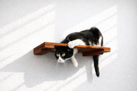 Black and white cat on a wooden shelf against a white background