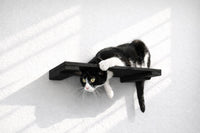 Black and white cat on a black platform on a white surface