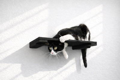 Black and white cat on a black platform on a white surface