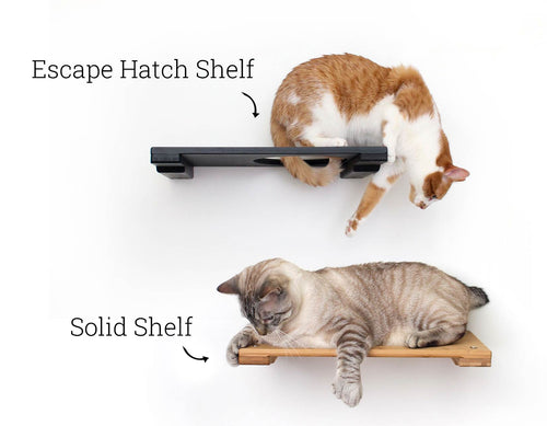 cats playing on medium size shelves