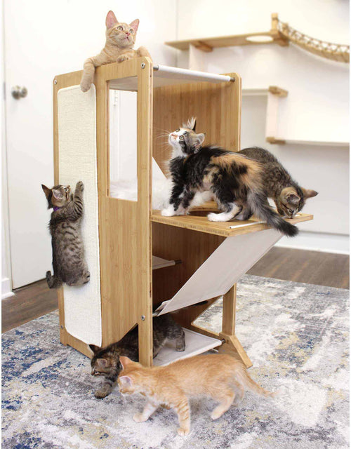 adorable kittens climbing, playing and relaxing on an Overlook Cat Tree