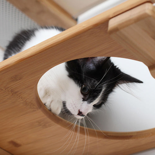 Cat looking through Escape Hatch