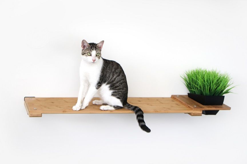 Cat on 41 Inch Planter Shelf in Natural bamboo