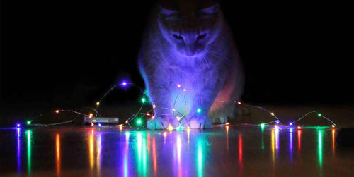 Cat gazing at festive illuminated lights set on the ground