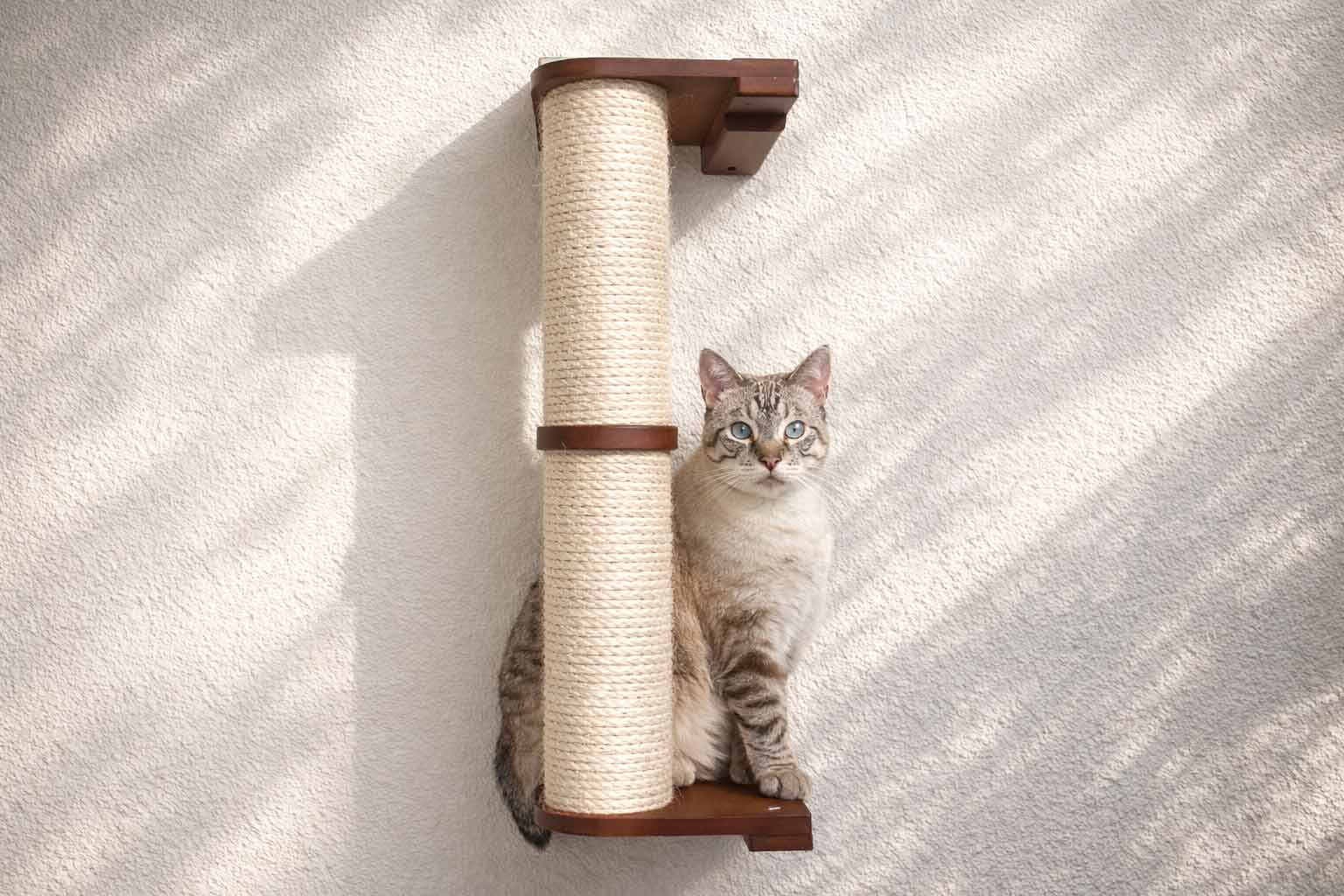 Cat sitting on a wall-mounted cat scratcher with a textured white background