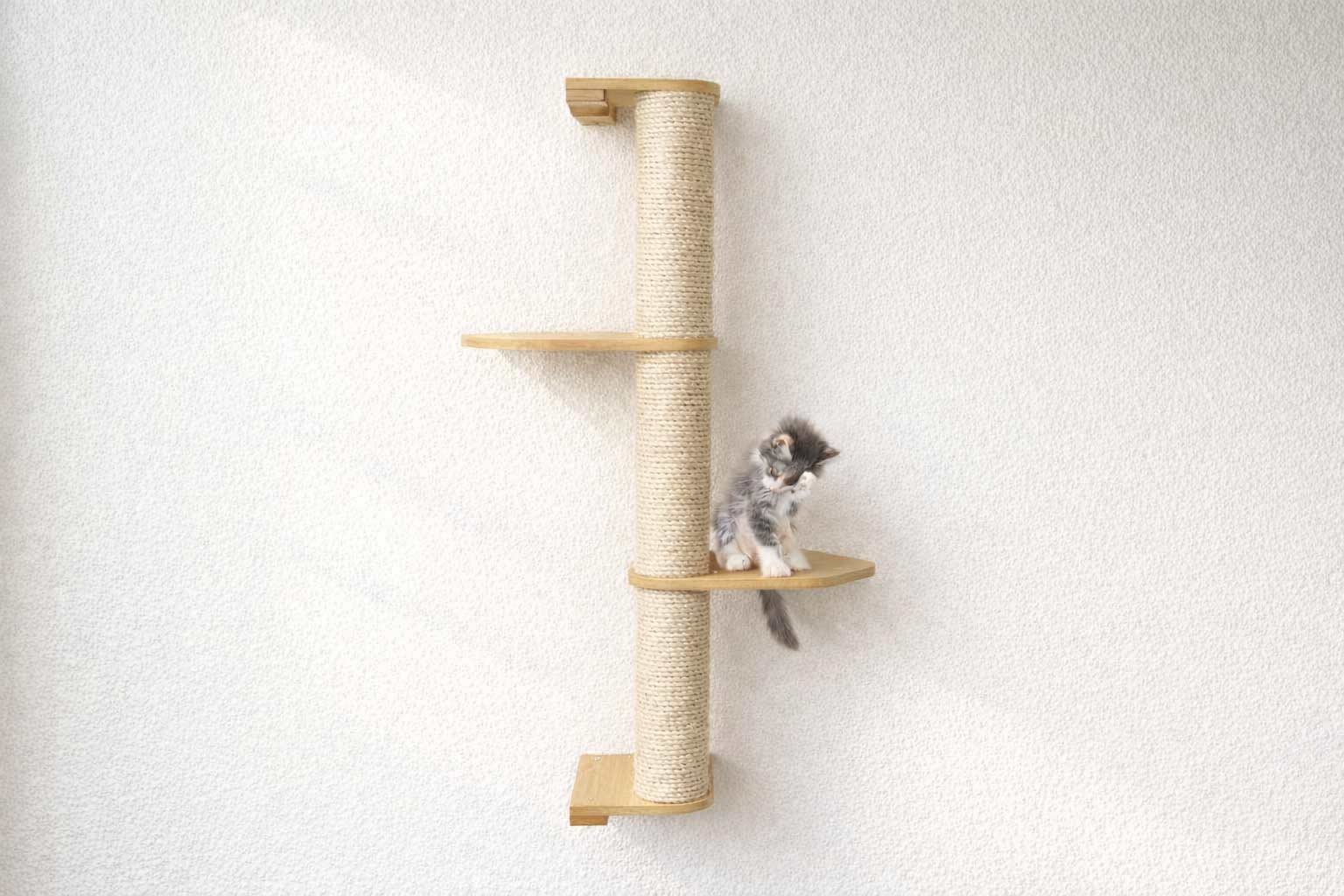 Cat climbing a wall-mounted cat tree on a white background