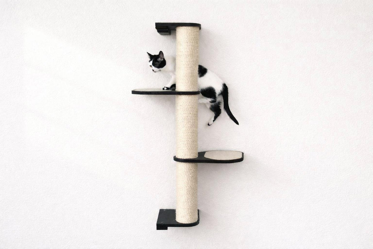 Cat climbing a wall-mounted cat tree with a white background