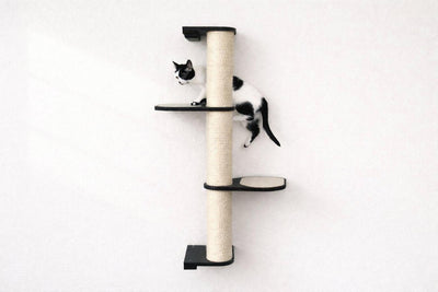 Cat climbing a wall-mounted cat tree with a white background