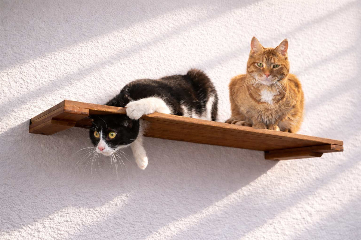 cats playing on english chestnut stained bamboo cat shelf