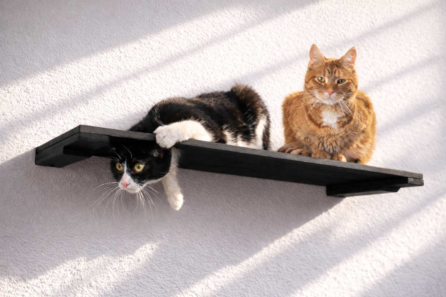 cats playing on an onyx stained bamboo cat shelf