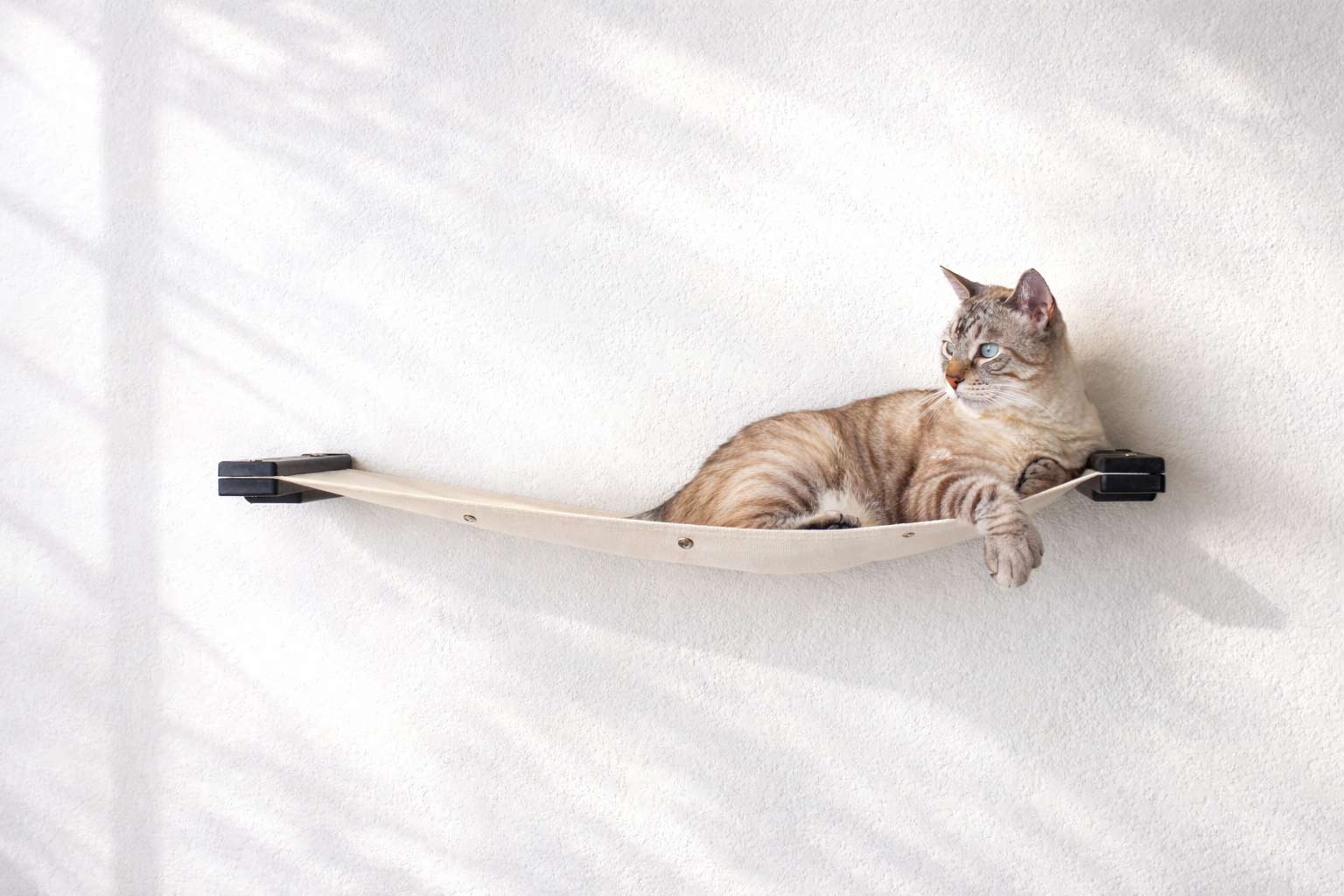 Cat lying on a hammock against a white wall