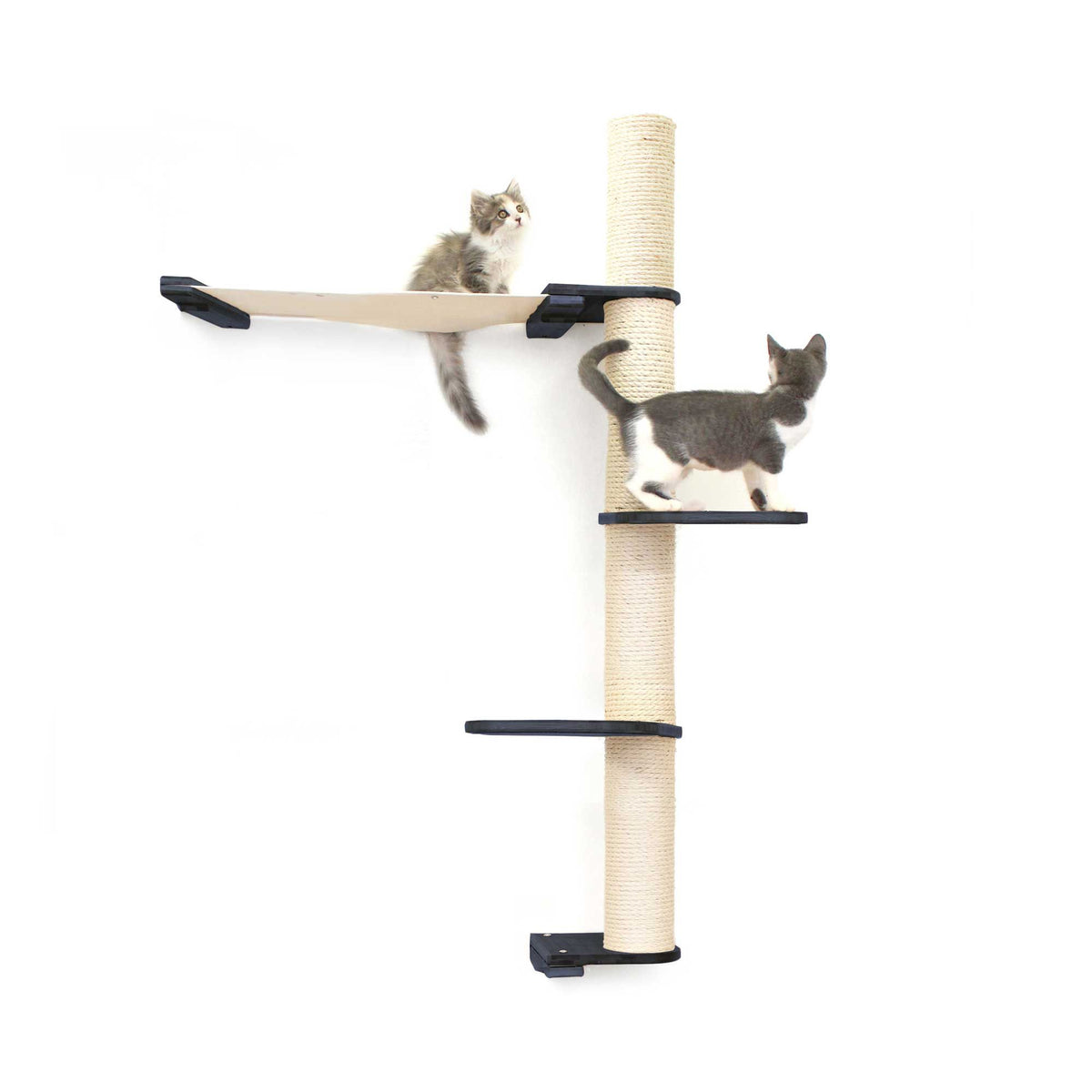 Cats on Crows Nest