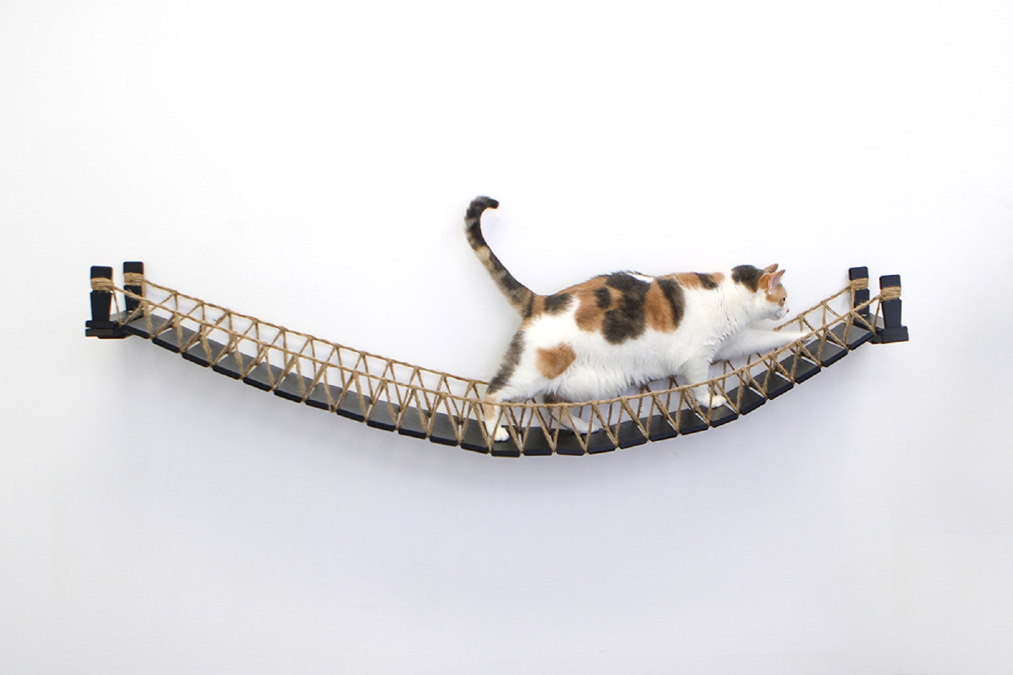 Large Calico cat walking across 64" Onyx/Twine bridge.