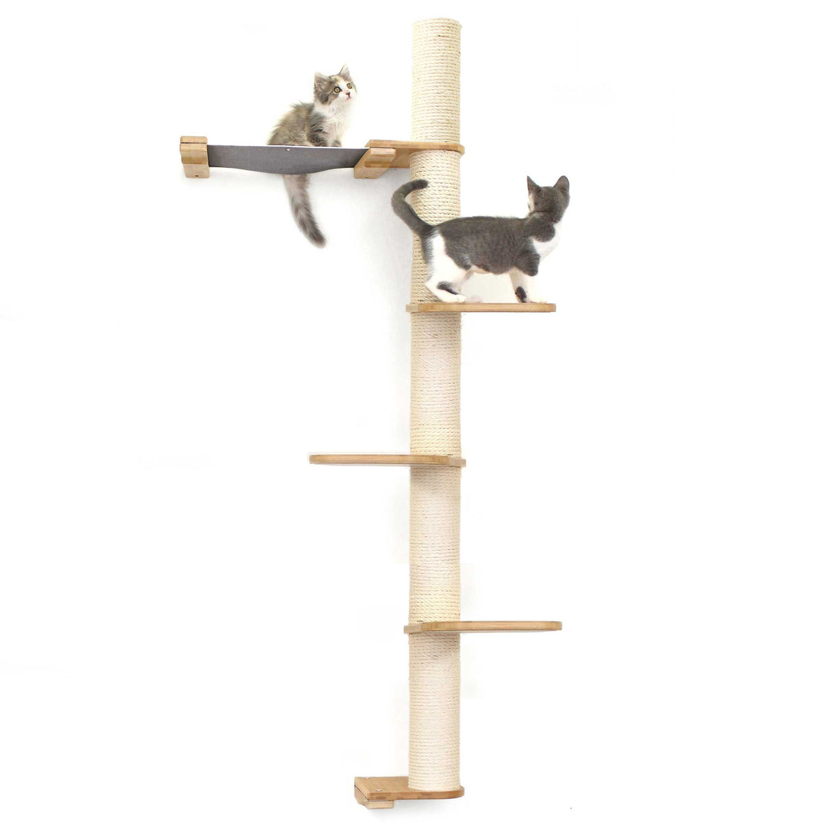 Cats on Crows Nest