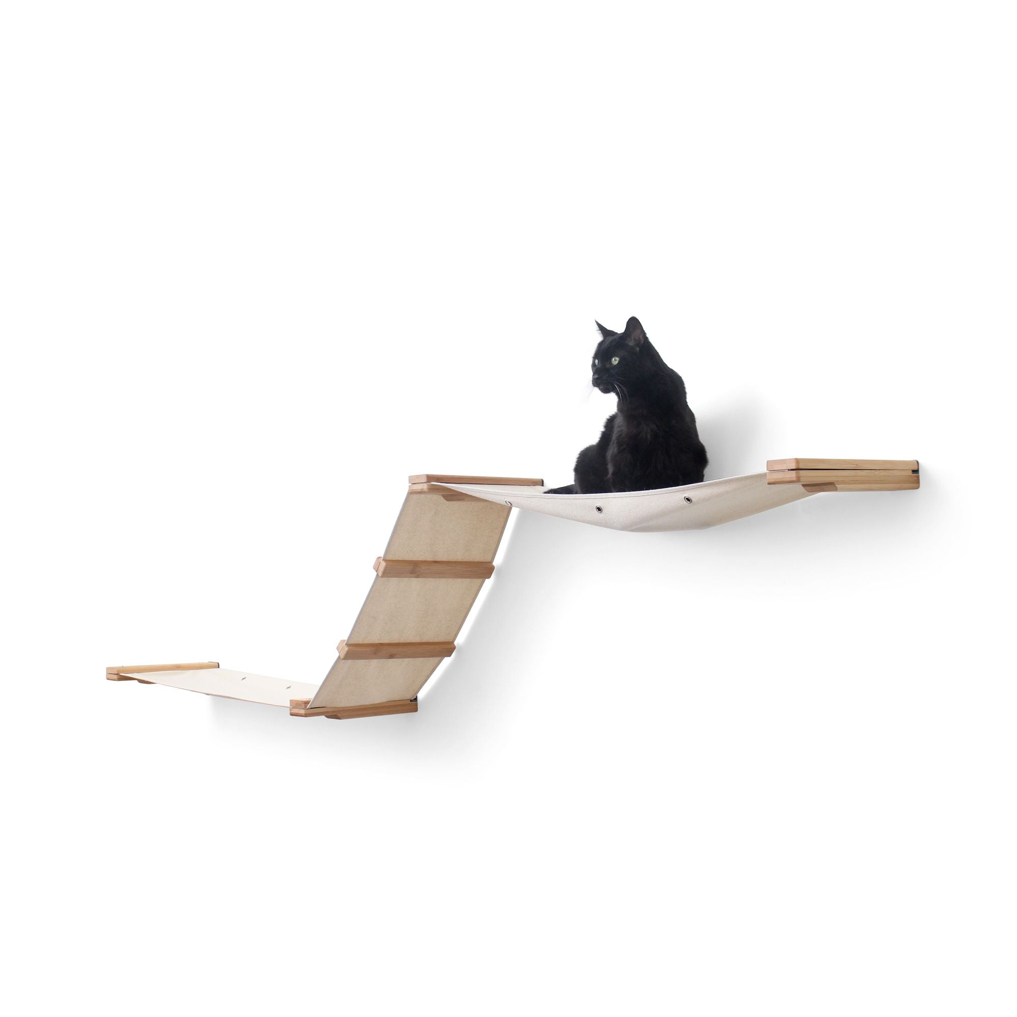 Cat on Raceway Hammock