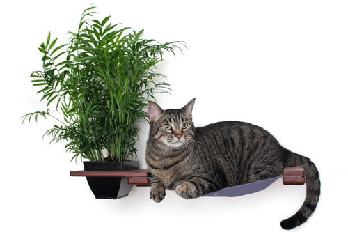 Tabby lounging on a wall mounted cat hammock with a cat safe plant attached