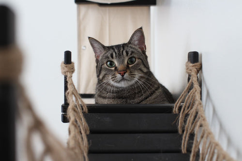 Cat on condo