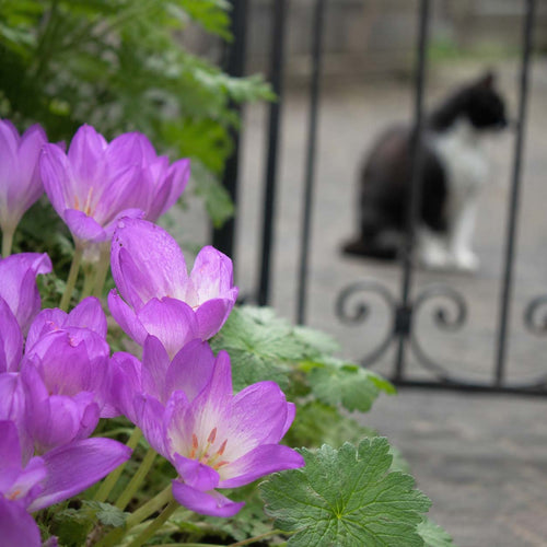 Autumn Crocus toxic plant with a blurred background of a cat sitting on a gate.