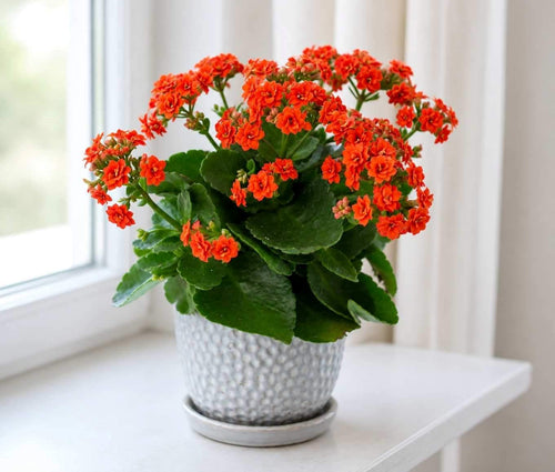 Azaleas