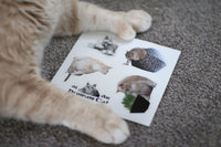 Bronson paws with magnets