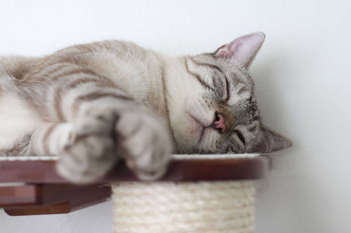 Cat sleeping on a scratching pole platform