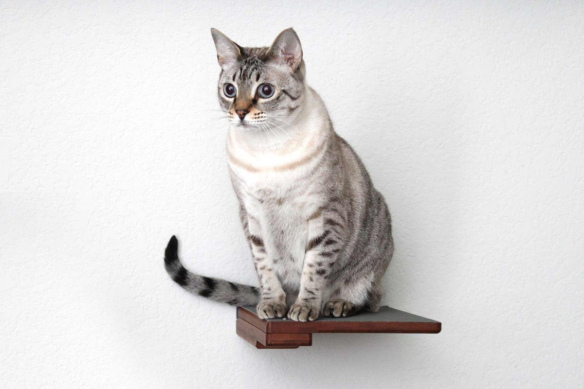 white cat perched on a cat climbing shelf in English chestnut with a charcoal cork pad 