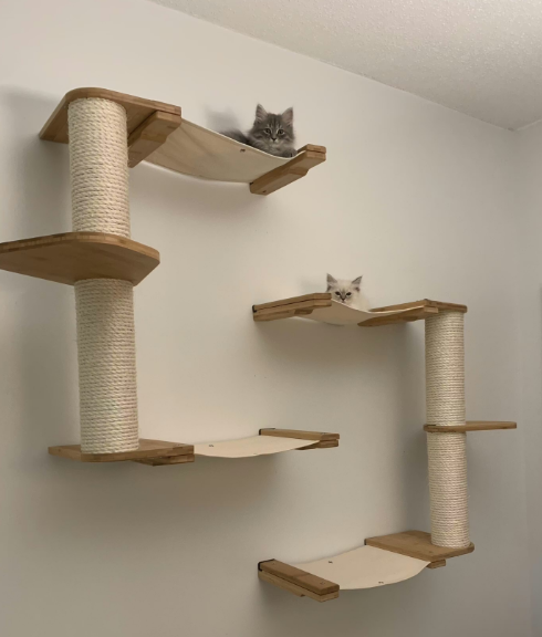 Kittens on the catacombs