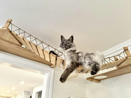 Grey cat on Corner Bridge 